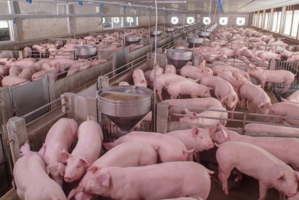 GettyImages-chayakorn lotongkum intensive pork production pigs factory farming