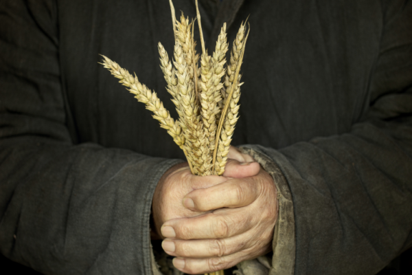 GettyImages-Pavlofox wheat hunger poverty security